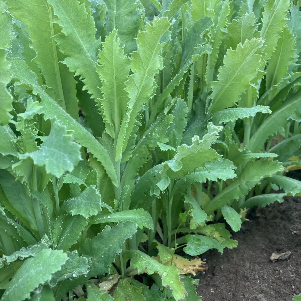 Jarní mák, on-line diskuze 13.6.