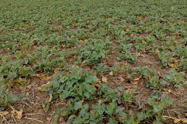 Jarní regenerace řepky II.